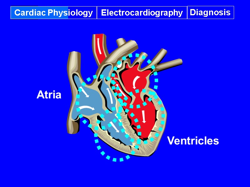 Cardiac Physiology Electrocardiography Diagnosis Atria Ventricles